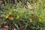 Image result for Geigeria filifolia