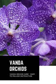 Vanda Orchids Care Easy To Follow Instructions Find Out How To Look After Your Stunning Vanda Orchid At Orchid Blooms Com Orchid Care Vanda Orchids Orchids