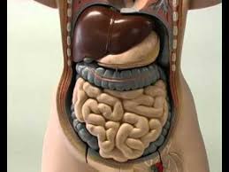 Per imporre i nomi alle cose ci vuole anche una buona dose di fantasia e gli antichi lo sapevano, dato che in proposito avevano teorizzato quattro principi: Il Corpo Umano 3 5 Il Sistema Digerente Youtube