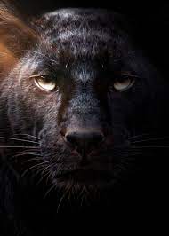 We did not find results for: Angry Black Panther Face Poster By Mk Studio Displate
