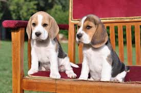 Image result for bígl