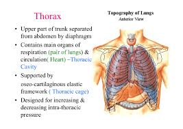 Thorax definition, the part of the trunk in humans and higher vertebrates between the neck and the abdomen, containing the cavity, enclosed by the ribs, sternum, and certain vertebrae. Thorax