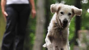 Niedliche hunde ausgewachsene haustier fotografie susse hunde ausgewachsen gewachsen susse hier ist eine sammlung großartiger dad witze mit denen. Gefahrlicher Jagdtrieb Wenn Der Susse Hund Plotzlich Andere Tiere Totet Augsburger Allgemeine