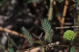 Image result for Mostuea microphylla