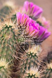 The top cactus is usually drained of it's chloryphll and cannot create it's own food, thus it uses the bottom cactus. Strawberry Hedgehog Cactus Photograph By Saija Lehtonen