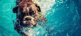 I have to take my boxer to the vet soon for shots. Boxer Pdsa