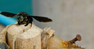 While bumblebees have more yellow on their abdomen, carpenter bees carpenter bees will not be able to chew the steel wire and hence keep them away from invading the tunnels. How To Kill Carpenter Bees And Identify Their Damage