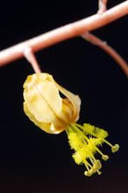 Image result for Bulbine favosa