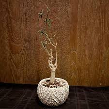 Image result for Corallocarpus welwitschii