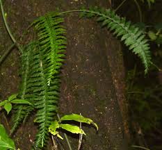 Image result for Asplenium uschiae