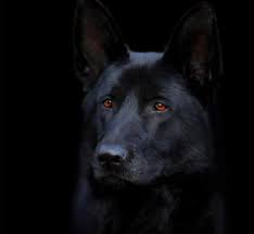 Stunning Black German Shepherd Police Dog Black German Shepherd Dog Black German Shepherd German Shepherd