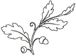 • fruit of the oak is called acorn. Outline Tree Leaf Clip Art Novocom Top