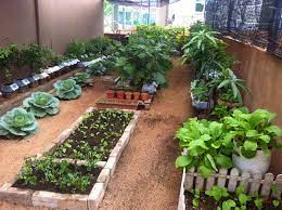 Salah satunya adalah menekan pengeluaran untuk membeli beragam sayur dan keperluan dapur lainnya yang bisa ditanam di kebun rumah. 22 Gambar Seperti Taman Hijau Puan Lisa Jadikan Ruang Tepi Rumah Sebagai Kebun Bandar Blogger Semasa