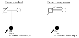 Instructions On How To Draw A Pedigree Iowa Institute Of