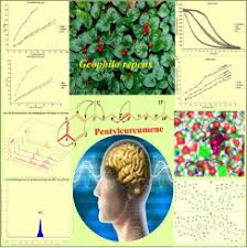 Image result for Geophila repens