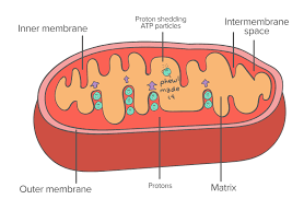 Before cell respiration can occur, glucose from another part of the cell must be transported to the mitochondria. Cellular Organelles And Structure Article Khan Academy