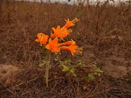 Image result for Equilabium stenosiphon