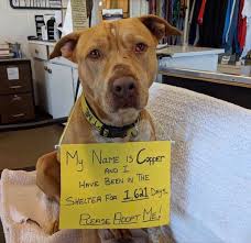 Whether you're planning on adopting a child or placing a child for adoption in portland, american adoptions can help you complete your adoption from start to finish. 1 621 Days In A Shelter Is Too Long Can Reddit Help Copper Find His Forever Home Portland Salem Oregon Area Imgur Link In Comments Has All Of Copper S Info Including Behavior And Location