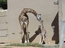 Updated Kiko The Baby Giraffe Enthralls The Greenville Zoo Giraffe Baby Giraffe Kiko