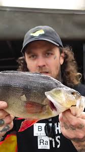 A few larger model WA yabbies from the last mission! Heading out next week  to try some new spots! What's ya go to yabby bait?! 🦀🦀🦀 . . . .  #bushrats #yabbyhunters #