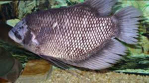 Pendederan Ikan Gurame Pemeliharaan Digiku Com