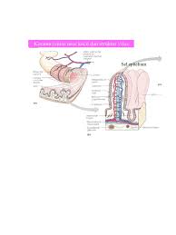 Check spelling or type a new query. Keratan Rentas Usus Kecil Pdf