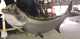 Tarpon Fishmount Mounted Fish Fish Trophy
