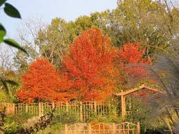 The wildfire black gum or tupelo tree is a personal favorite shade tree. Black Gum Wildfire Garden Fence Nyssa Outdoor
