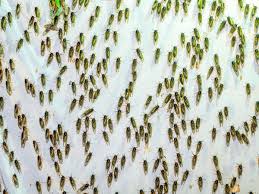 What is a periodical cicada? The Cicadas Are Coming Let S Eat Them Wired
