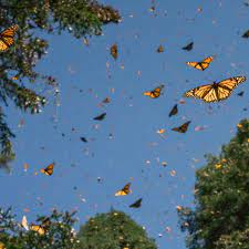 Vive La Experiencia De Estar Rodeado De Mariposas Monarca En Chapultepec Scenery Wallpaper Aesthetic Wallpapers Mariposas Aesthetic