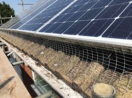 Birds Nesting Under Solar Panels Essex Suffolk Pest Solutions