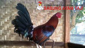 Agencockfight.net | bandar sabung ayam online. Ciri Ciri Ayam Aduan Peru Dan Kualitasnya Berita Terupdate Seputar Ayam Bangkok