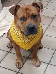Kristi littrell, adoption manager at best friends animal society in kanab, utah, gives advice on what to consider before adopting a pet. Pets For Adoption At Edison Municipal Animal Shelter In Edison Nj Petfinder