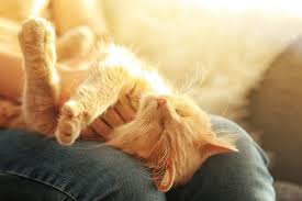 When and why cats shed. Everything About Your Cat S Coat Change Cat S Best