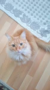 sari kedi bebi kedi kopek sari