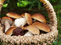 Bei warmen und nicht zu trockenen wetter können naturfreunde viel spaß bei. Wo Wachsen Steinpilze 5 Tipps Furs Schwammerlsuchen Bluhendes Osterreich