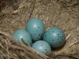 Birds That Lay Eggs On The Ground Uk Song Thrush Eggs In Nest Photo Tierfotoagentur Alamy Bird Eggs Eggs Identify Bird Eggs