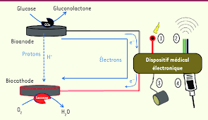 Au moyen d'outils mécaniques, le but de l'éolienne est de capter l'énergie cinétique du vent pour la. Principe De Fonctionnement D Une Biopile Alimentant Un Dispositif Download Scientific Diagram