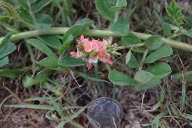 Image result for Indigofera heterotricha