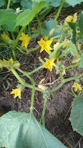 Image result for male flowers cucumber