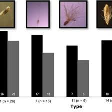 Image result for Hyparrhenia mobukensis