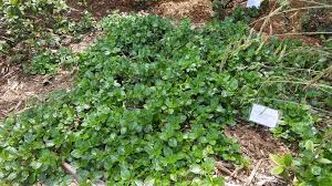 Ceanothus yankee point is an unusual evergreen shrub and one of the few that produces really bright blue flowers, ceanothus yankee point grows particularly well against a fence or wall but it will be the focus of the attention anywhere in the garden. Ceanothus Groundcovers Plantright