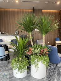 Dịch vụ cho thuê cây cảnh văn phòng 