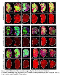 He is popular for portraying the roles of jung in the cbc television sitcom kim's convenience. Metabolic Control Of Cellular Immune Competency By Odors In Drosophila Elife