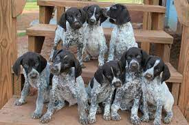 Though, it's important that you provide them with the physical and mental stimulation they. 14 Pepper Ideas In 2021 German Shorthaired Pointer German Shorthaired Pointer Dog German Shorthair