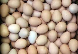 Jun 13, 2020 · consider raising guinea fowl on your homestead: Obtaining And Choosing Guinea Fowl Hatching Eggs Guinea Fowl International Association