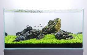 Peace Of Mind This Is One Pot By George Farmer Here Is A Video Of This Aquascape A Short Pictorial Story Of Aquascape Design Aquascape Aquarium Landscape