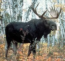 A big list of moose jokes! Moose Wikipedia