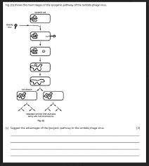 Escherichia virus lambda escherichia virus de3 escherichia virus hk629 escherichia virus hk630. Solved Question 5 Fig A Shows A T4 Bacteriophage Virus Chegg Com