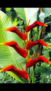 Tacon Cicegi Strange Flowers Wonderful Flowers Unusual Plants